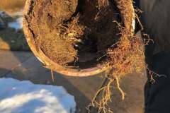 Tree-Roots-Clog-Pipes